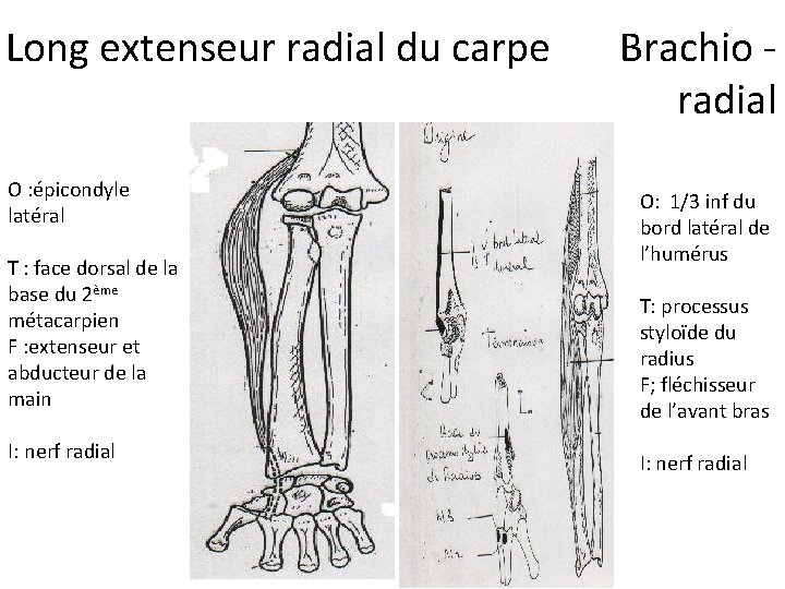 Long extenseur radial du carpe O : épicondyle latéral T : face dorsal de Long extenseur radial du carpe O : épicondyle latéral T : face dorsal de