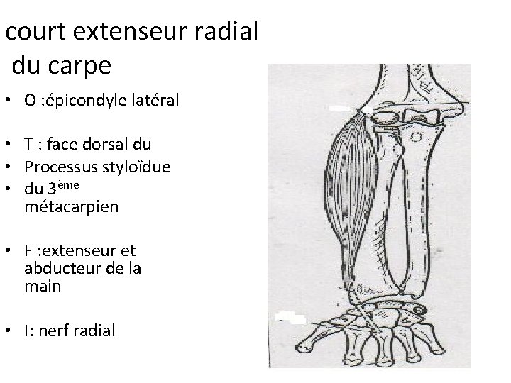 court extenseur radial du carpe • O : épicondyle latéral • T : face court extenseur radial du carpe • O : épicondyle latéral • T : face
