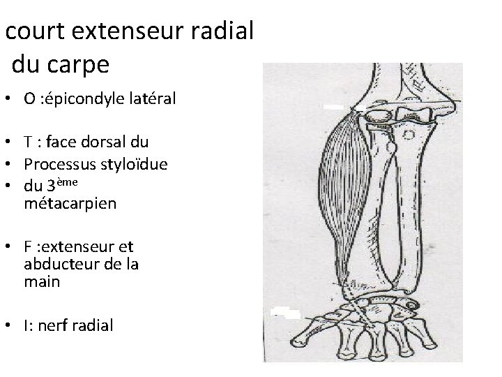 court extenseur radial du carpe • O : épicondyle latéral • T : face