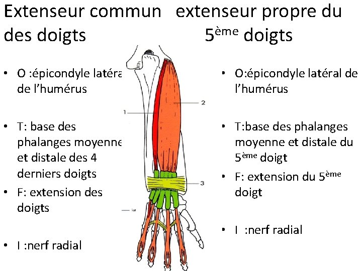 Extenseur commun extenseur propre du des doigts 5ème doigts • O : épicondyle latéral