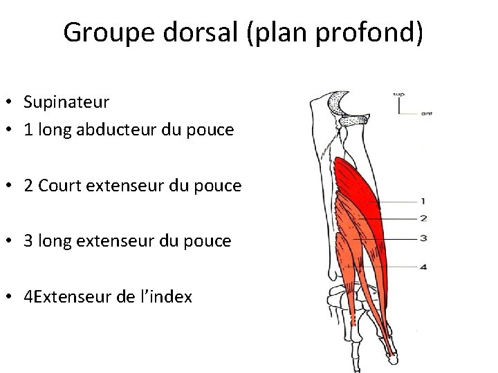 Groupe dorsal (plan profond) • Supinateur • 1 long abducteur du pouce • 2 Groupe dorsal (plan profond) • Supinateur • 1 long abducteur du pouce • 2