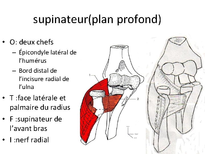 supinateur(plan profond) • O: deux chefs – Épicondyle latéral de l’humérus – Bord distal supinateur(plan profond) • O: deux chefs – Épicondyle latéral de l’humérus – Bord distal