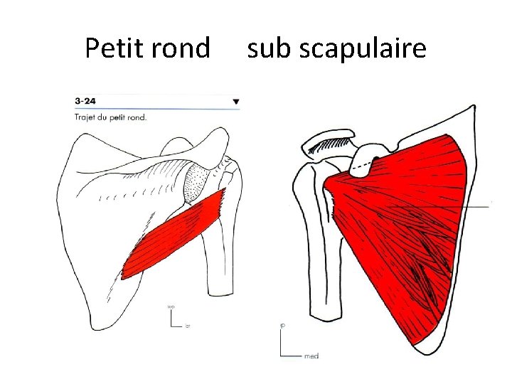 Petit rond sub scapulaire 