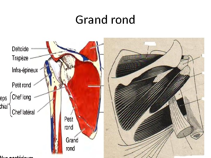 Grand rond Grand rond