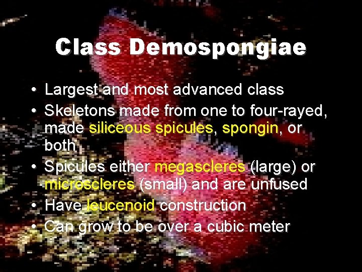Class Demospongiae • Largest and most advanced class • Skeletons made from one to