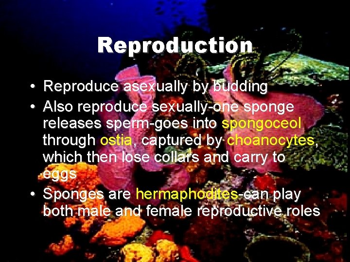 Reproduction • Reproduce asexually by budding • Also reproduce sexually-one sponge releases sperm-goes into