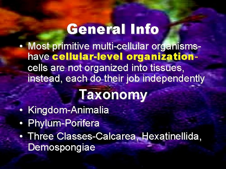 General Info • Most primitive multi-cellular organismshave cellular-level organizationcells are not organized into tissues,