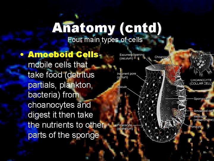 Anatomy (cntd) Four main types of cells • Amoeboid Cellsmobile cells that take food