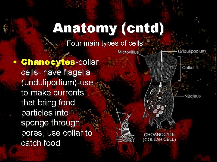 Anatomy (cntd) Four main types of cells • Chanocytes-collar cells- have flagella (undulipodium)-use to