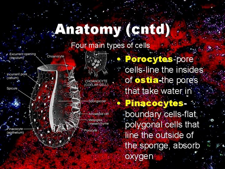 Anatomy (cntd) Four main types of cells • Porocytes-pore cells-line the insides of ostia-the