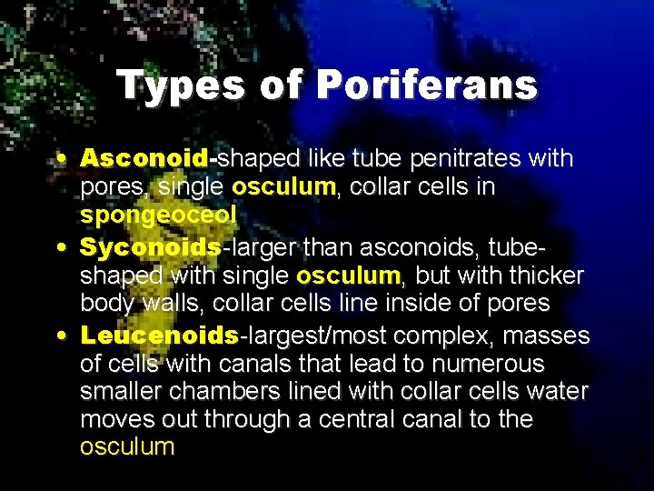 Types of Poriferans • Asconoid-shaped like tube penitrates with pores, single osculum, collar cells