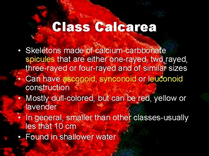 Class Calcarea • Skeletons made of calcium-carbbonate spicules that are either one-rayed, two rayed,