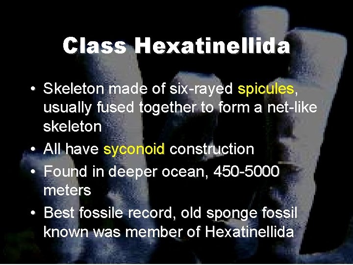 Class Hexatinellida • Skeleton made of six-rayed spicules, usually fused together to form a