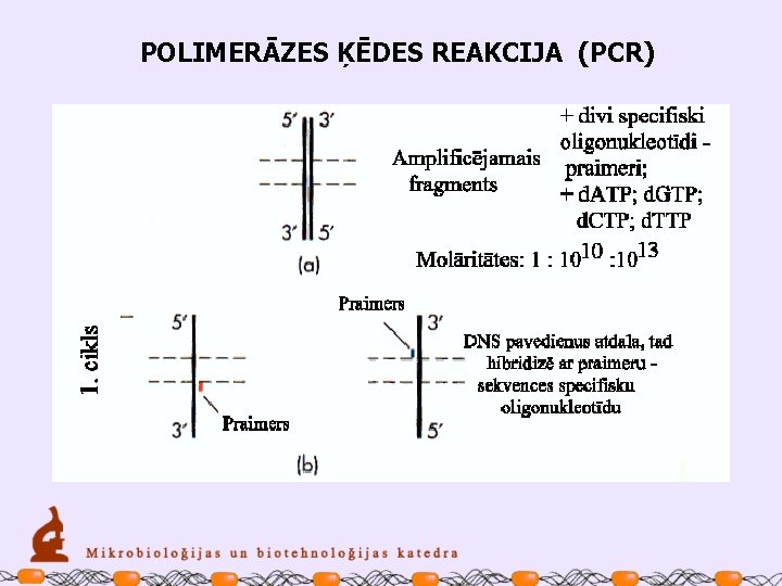 POLIMERĀZES ĶĒDES REAKCIJA (PCR) 