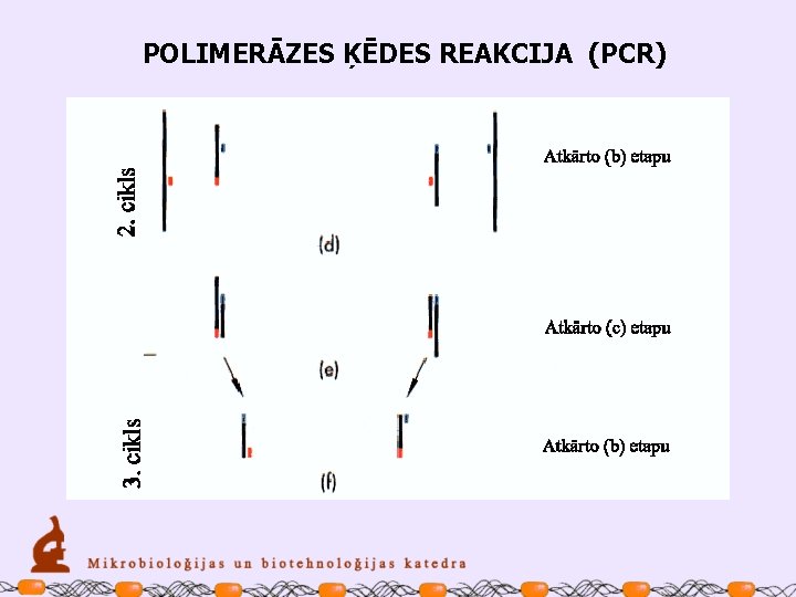 POLIMERĀZES ĶĒDES REAKCIJA (PCR) 