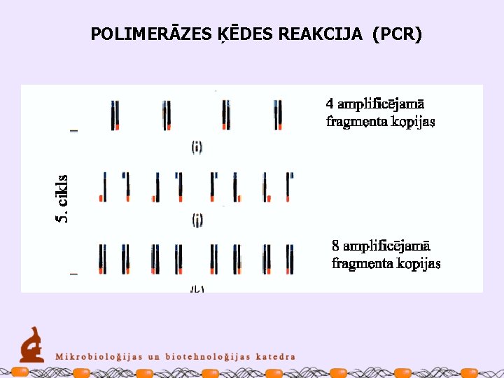 POLIMERĀZES ĶĒDES REAKCIJA (PCR) 