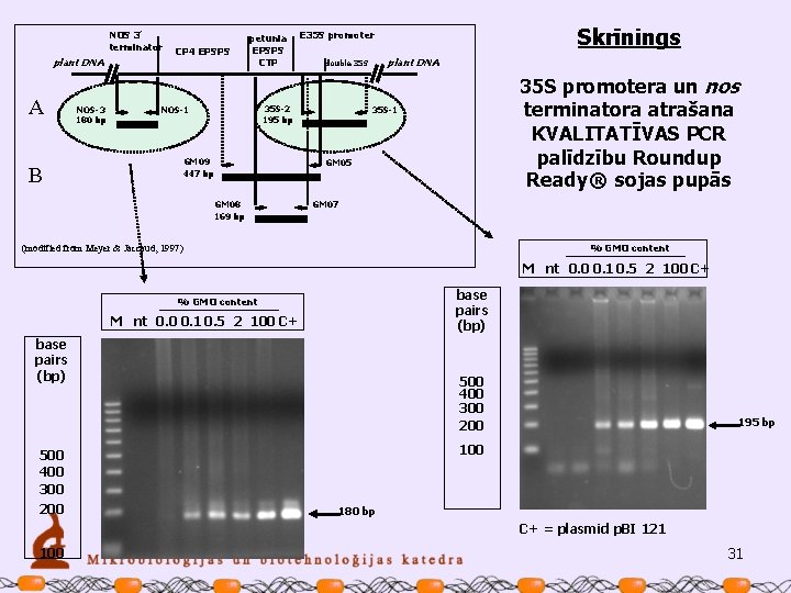 NOS 3’ terminator plant DNA A NOS-3 180 bp CP 4 EPSPS petunia EPSPS