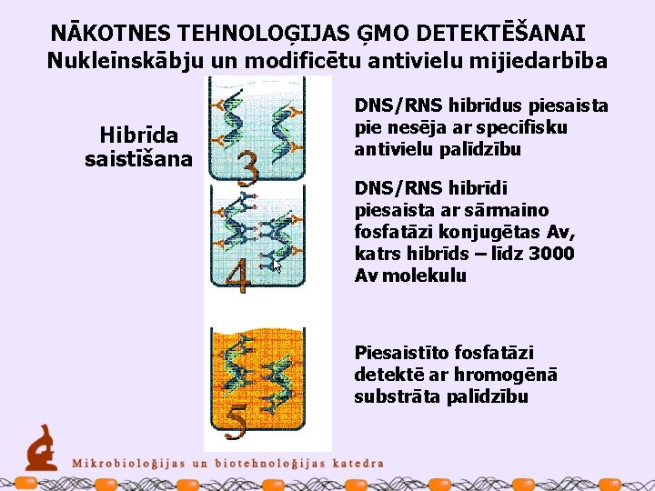 NĀKOTNES TEHNOLOĢIJAS ĢMO DETEKTĒŠANAI Nukleīnskābju un modificētu antivielu mijiedarbība Hibrīda saistīšana DNS/RNS hibrīdus piesaista