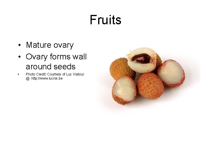 Fruits • Mature ovary • Ovary forms wall around seeds • Photo Credit: Courtesy