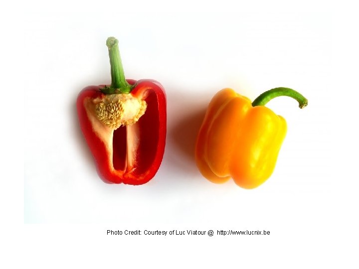 Photo Credit: Courtesy of Luc Viatour @ http: //www. lucnix. be 