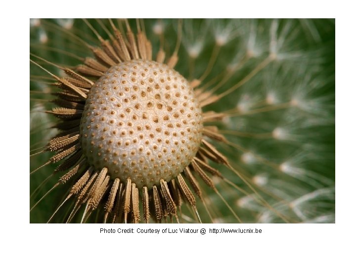 Photo Credit: Courtesy of Luc Viatour @ http: //www. lucnix. be 