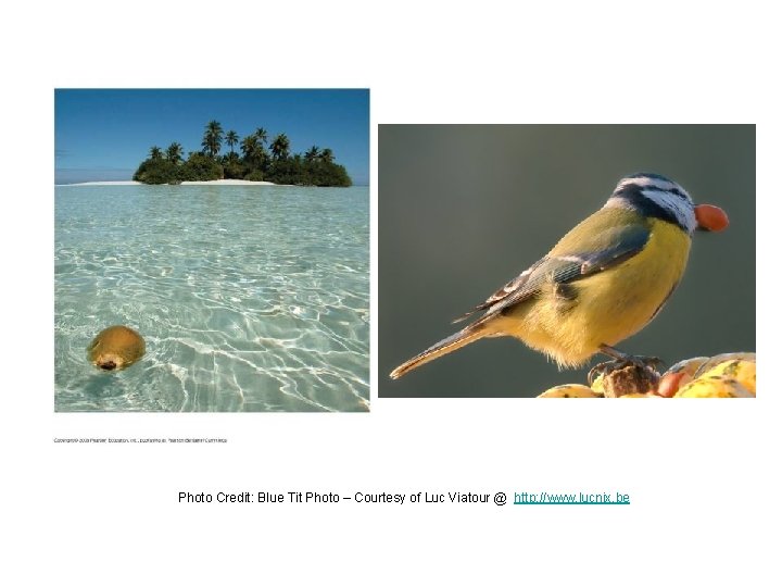 Photo Credit: Blue Tit Photo – Courtesy of Luc Viatour @ http: //www. lucnix.