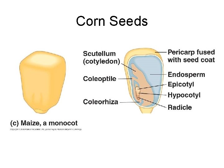 Corn Seeds 