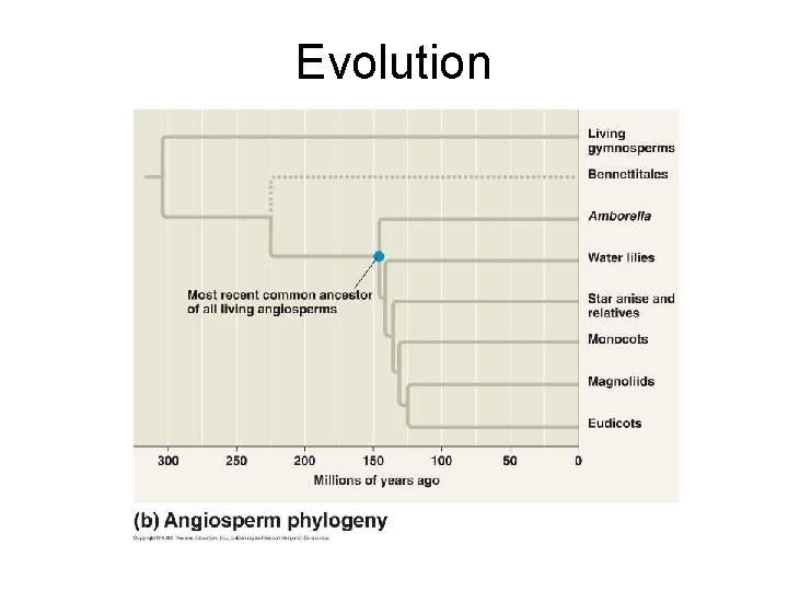 Evolution 