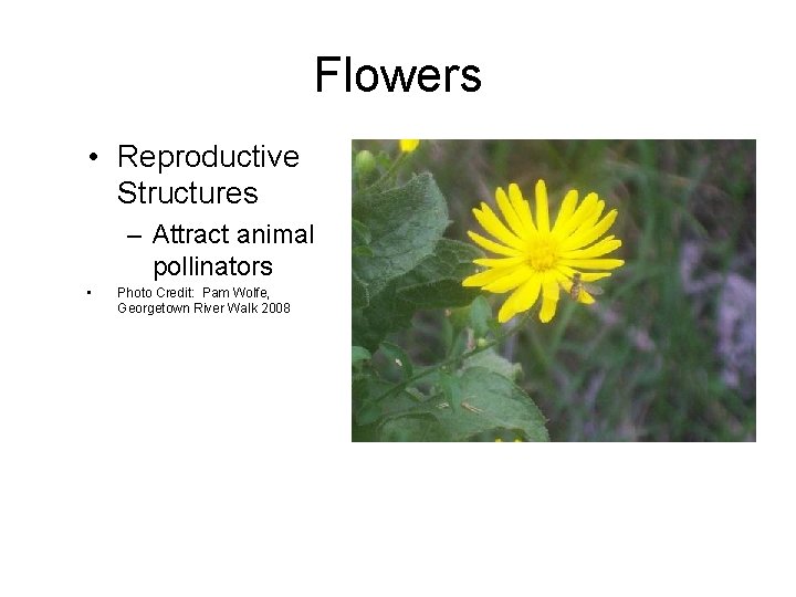 Flowers • Reproductive Structures – Attract animal pollinators • Photo Credit: Pam Wolfe, Georgetown