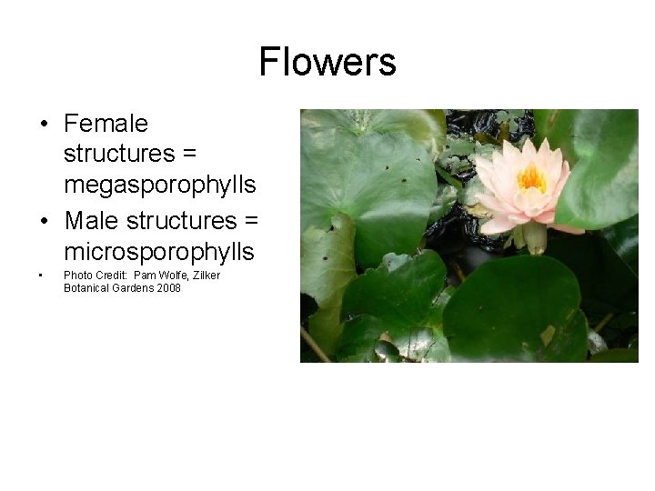 Flowers • Female structures = megasporophylls • Male structures = microsporophylls • Photo Credit: