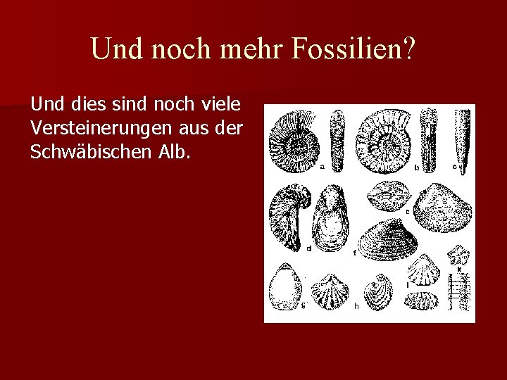 Und noch mehr Fossilien? Und dies sind noch viele Versteinerungen aus der Schwäbischen Alb.