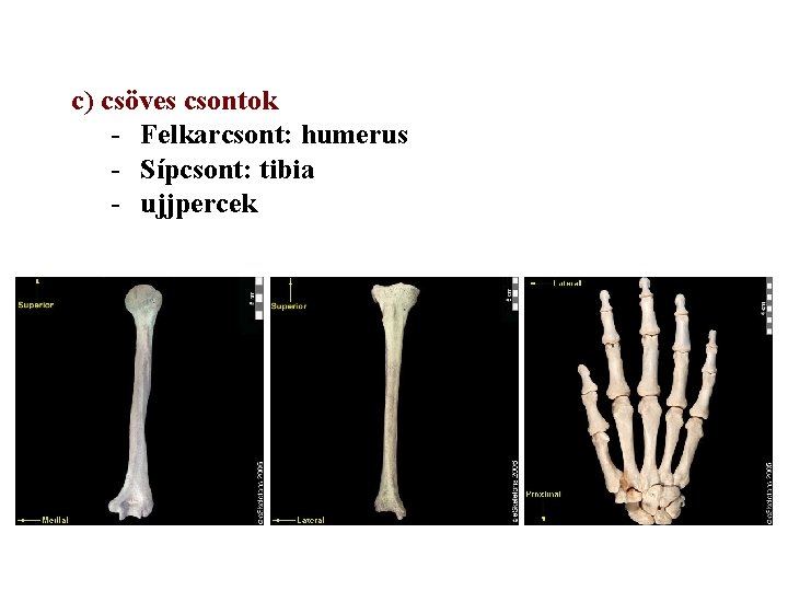 c) csöves csontok - Felkarcsont: humerus - Sípcsont: tibia - ujjpercek 