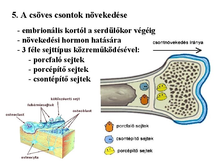 5. A csöves csontok növekedése - embrionális kortól a serdülőkor végéig - növekedési hormon