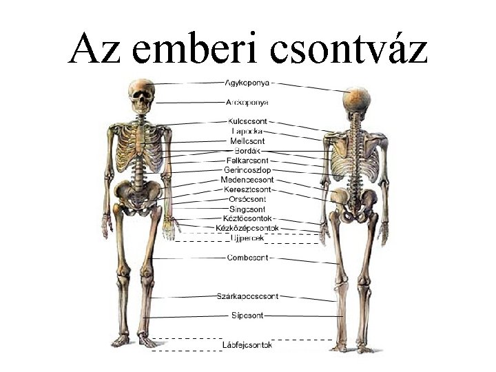 Az emberi csontváz 