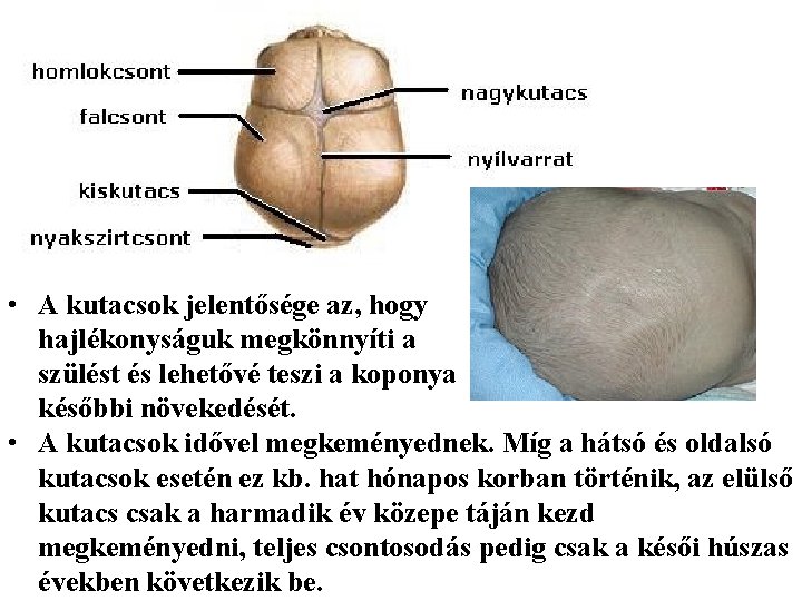  • A kutacsok jelentősége az, hogy hajlékonyságuk megkönnyíti a szülést és lehetővé teszi