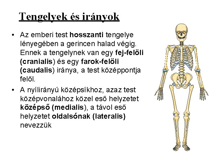 Tengelyek és irányok • Az emberi test hosszanti tengelye lényegében a gerincen halad végig.