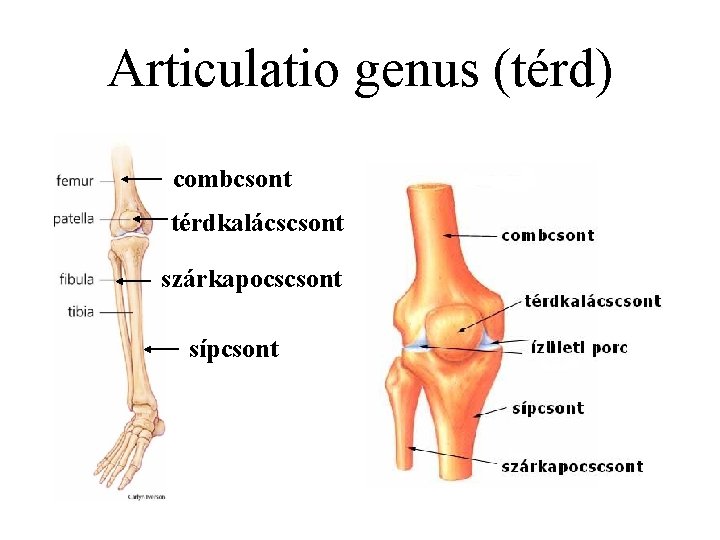 Articulatio genus (térd) combcsont térdkalácscsont szárkapocscsont sípcsont 