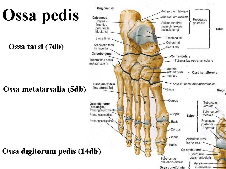 Ossa pedis Ossa tarsi (7 db) Ossa metatarsalia (5 db) Ossa digitorum pedis (14