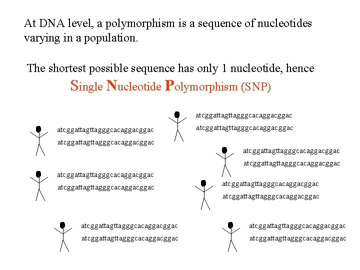 At DNA level, a polymorphism is a sequence of nucleotides varying in a population.