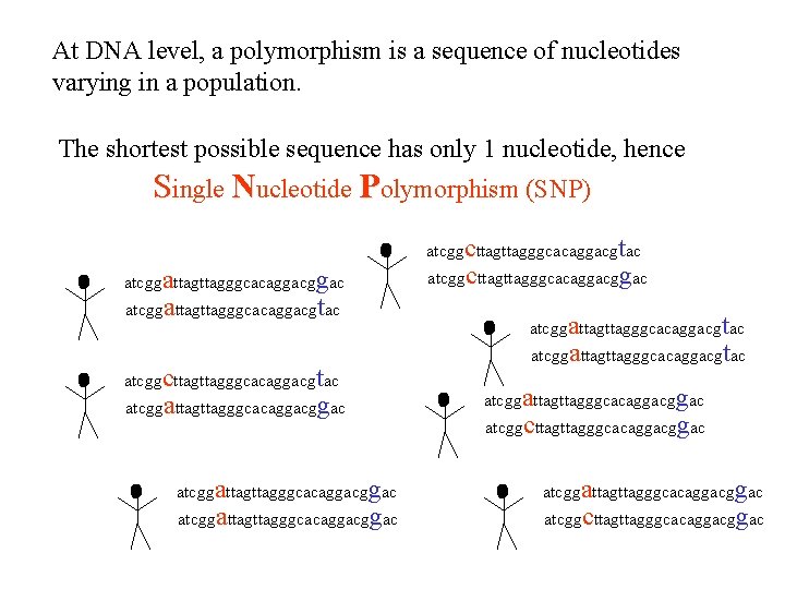 At DNA level, a polymorphism is a sequence of nucleotides varying in a population.