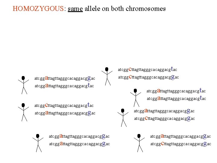 HOMOZYGOUS: same allele on both chromosomes HOMOZYGOUS atcggcttagggcacaggacgtac atcggattagggcacaggacgtac atcggcttagggcacaggacgtac atcggattagttagggcacaggacggac atcggattagggcacaggac atcggcttagggcacaggac atcggattagttagggcacaggacgtac