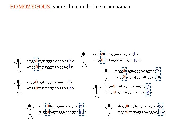 HOMOZYGOUS: same allele on both chromosomes HOMOZYGOUS atcggcttagggcacaggacgtac atcggattagggcacaggacgtac atcggcttagggcacaggacgtac atcggattagttagggcacaggacggac atcggattagggcacaggac atcggcttagggcacaggac atcggattagttagggcacaggacgtac
