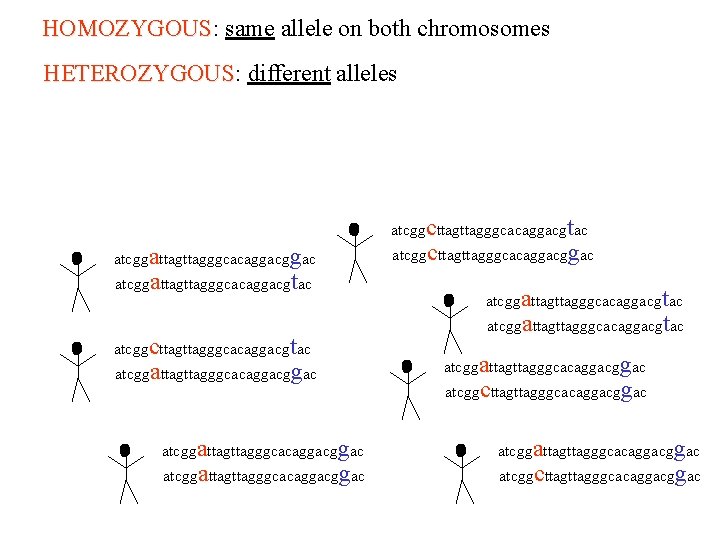 HOMOZYGOUS: same allele on both chromosomes HOMOZYGOUS HETEROZYGOUS: different alleles HETEROZYGOUS atcggcttagggcacaggacgtac atcggattagggcacaggacgtac atcggcttagggcacaggacgtac