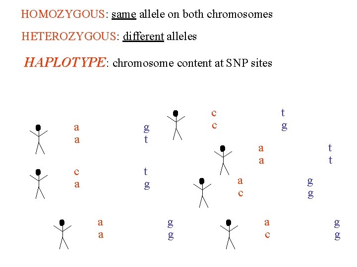 HOMOZYGOUS: same allele on both chromosomes HOMOZYGOUS HETEROZYGOUS: different alleles HETEROZYGOUS HAPLOTYPE: chromosome content