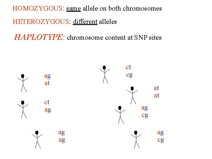 HOMOZYGOUS: same allele on both chromosomes HOMOZYGOUS HETEROZYGOUS: different alleles HETEROZYGOUS HAPLOTYPE: chromosome content