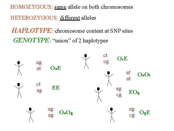 HOMOZYGOUS: same allele on both chromosomes HOMOZYGOUS HETEROZYGOUS: different alleles HETEROZYGOUS HAPLOTYPE: chromosome content