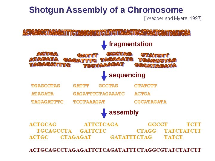 Shotgun Assembly of a Chromosome [ Webber and Myers, 1997] fragmentation sequencing TGAGCCTAG GATTT
