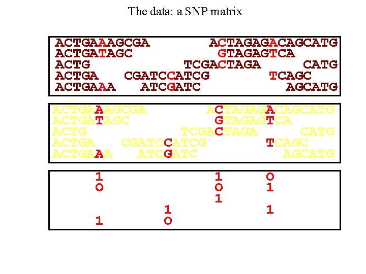 The data: a SNP matrix ACTGAAAGCGA ACTAGAGACAGCATG ACTGATAGC GTAGAGTCA ACTG TCGACTAGA CATG ACTGA CGATCCATCG