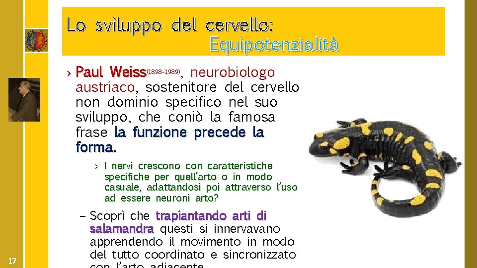 Lo sviluppo del cervello: Equipotenzialità › Paul Weiss(1898– 1989), neurobiologo austriaco, sostenitore del cervello