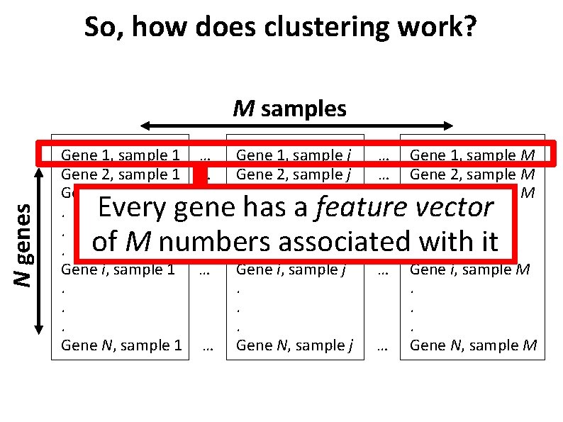 So, how does clustering work? N genes M samples Gene 1, sample 1 Gene